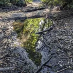Поблизу нових будинків на Київщині річка Буча повністю пересохла