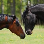 Церковне свято 18 серпня 2026 року: Флорів день