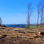 Зрізання 600 дерев на Теремках у Києві: архітектор зазначив, що вистачило б 20