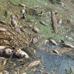 Фахівці з охорони довкілля оцінюють ймовірне забруднення вод відходами