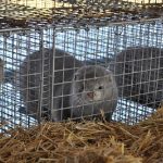 На Київщині збираються звести ферму для вирощування 125 тисяч норок